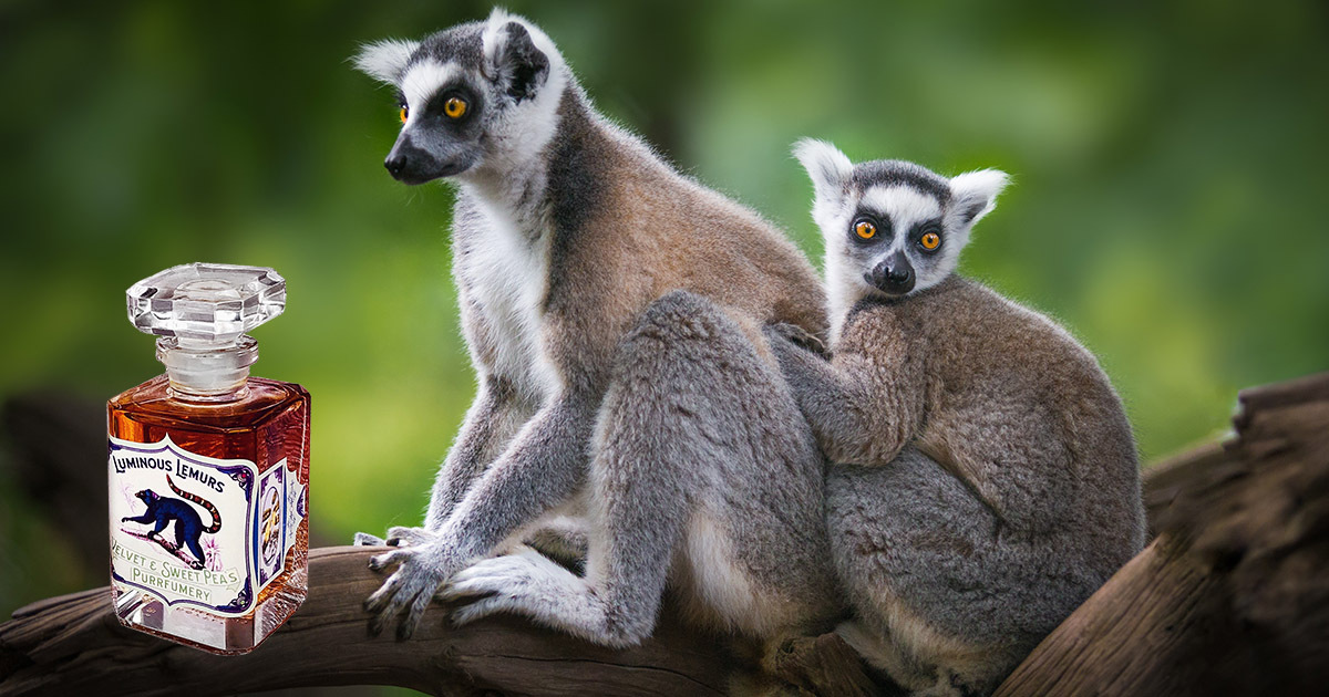 Luminous Lemurs: Lời thỉnh cầu từ loài Vượn cáo